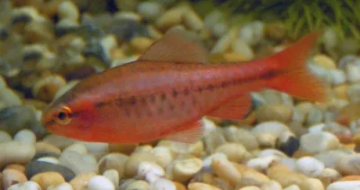 Cherry barb