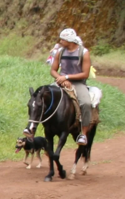 Cheval des Marquises