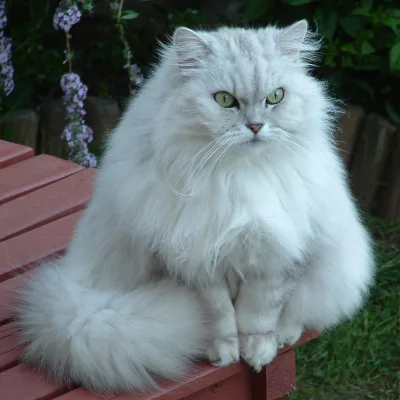 chinchilla Persian