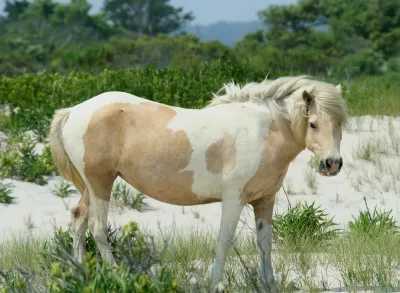 Chincoteague pony