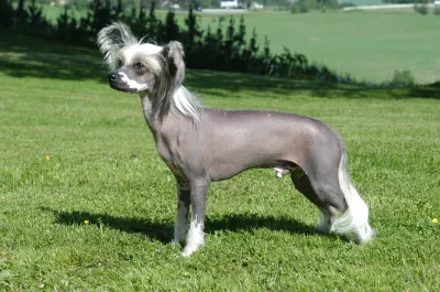 Chinese Crested Dog