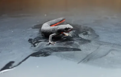 Chinese fire belly newt