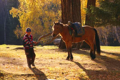 Chinese Kazakh Horse