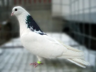 Chistopolian High-flying Pigeon