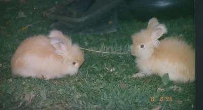 Cinnamon rabbit