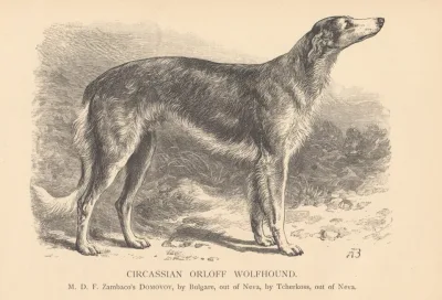 Circassian Orloff Wolfhound
