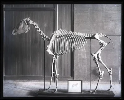 Clay Trotting Horses