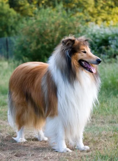 collie