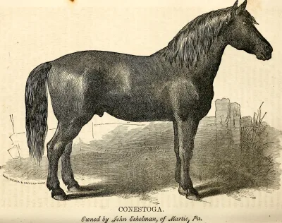Conestoga Horse