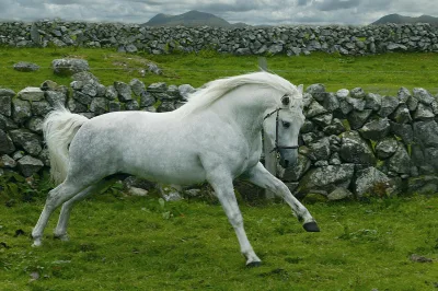 Connemara pony