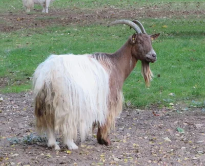 Copper Neck Goat