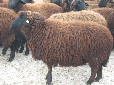 Copper-Red Shumen Sheep