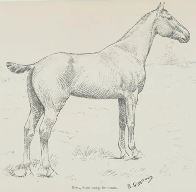 Corlay horse