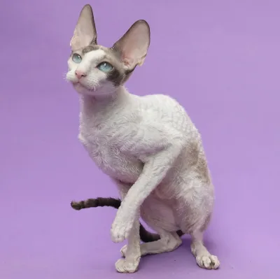 Cornish Rex