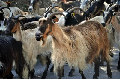 Corsican goat