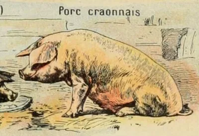 Craonnais pig