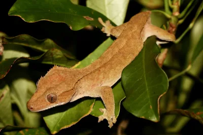 Crested gecko