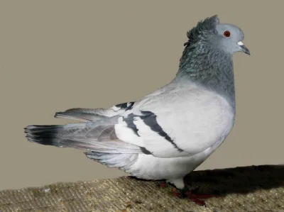 Crested Soultz