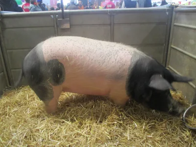 Cul noir limousin pig