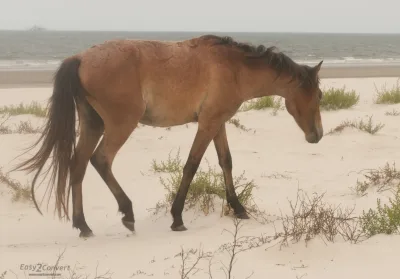 Cumberland Island horse