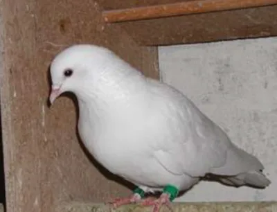 Cumulet
