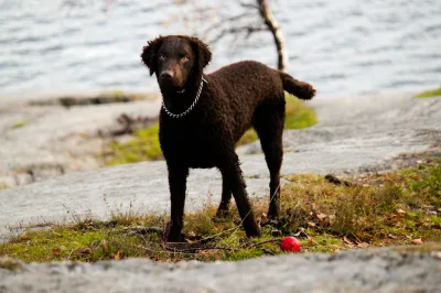 Curly Coated Retriever