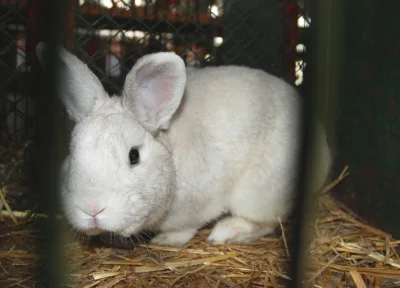 Czech Black Guard Haired Rabbit