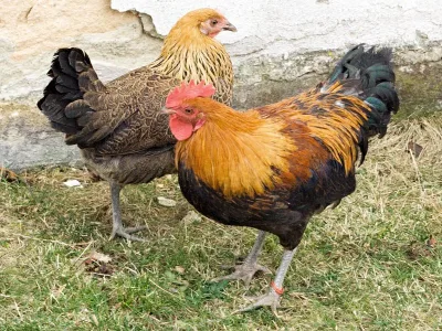 Czech Gold Brindled Chicken