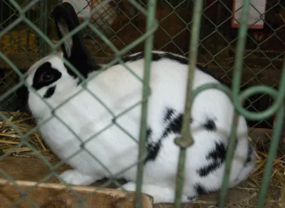 Czech Spotted Rabbit