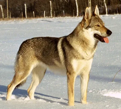 Czechoslovakian Wolfdog