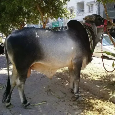 Dajal cattle