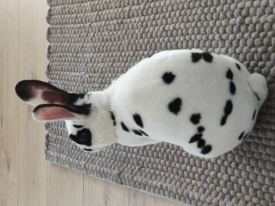 Dalmatian