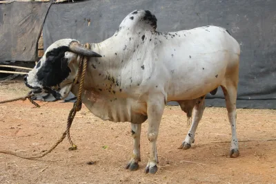 Dangi cattle