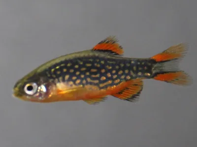 Danio margaritatus