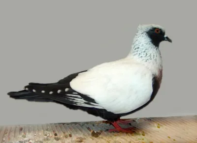 Danish Suabian
