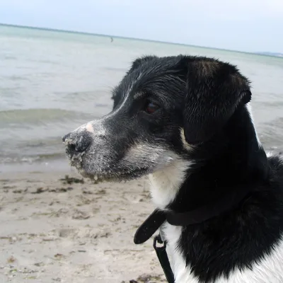 Danish Swedish Farmdog