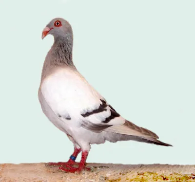Danish Tumbler