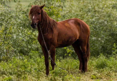 Danube Delta horse