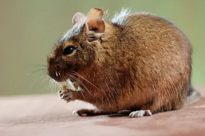Degu