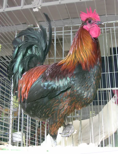 Denizli rooster
