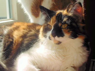 Deutsche Langhaarkatze