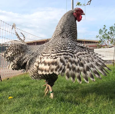 Deutsches Reichshuhn