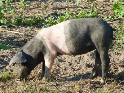 Deutsches Sattelschwein
