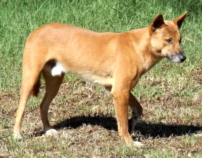 dingo