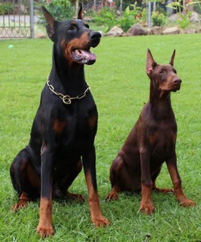 Dobermann