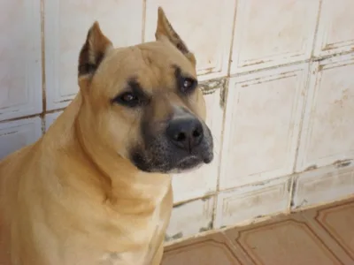 Dogue Brasileiro