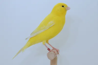 Domestic canary