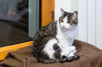 domestic short-haired cat