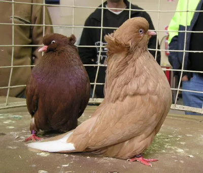 Domestic Show Flight