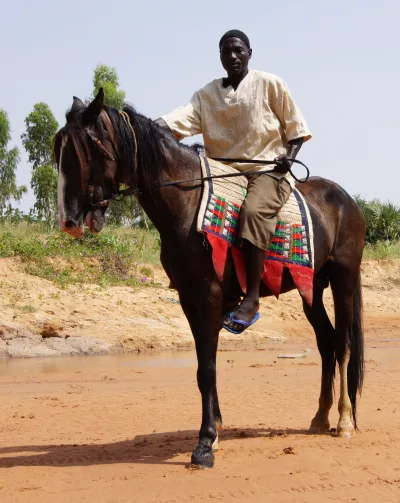 Dongola horse